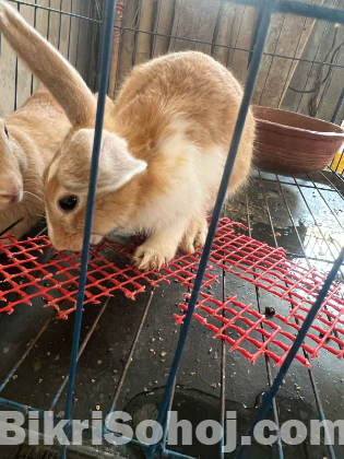 Rabbit